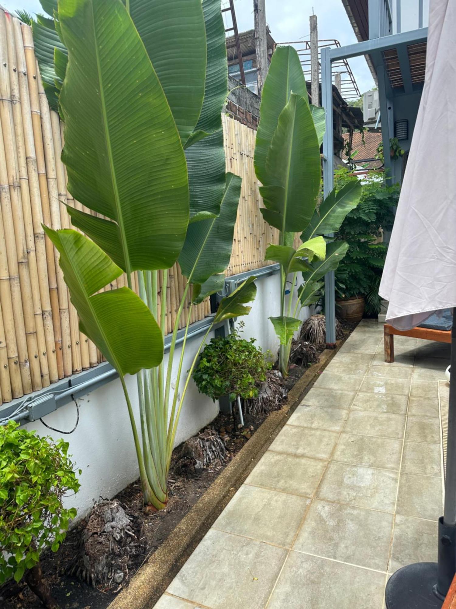 Bed and Breakfast Friends Of Koh Samui 1 Ban Lamai Esterno foto